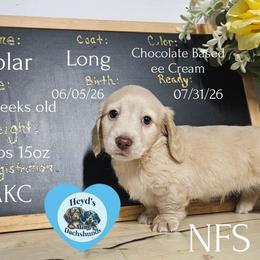 Solar - Cream male Dachshund puppy in Hoquiam, Washington from Heyd's Mini Dachshunds