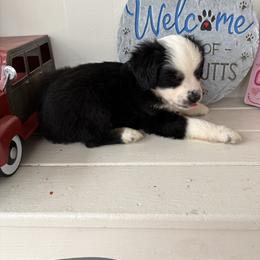 Kringle - Black tri male Miniature Australian Shepherd puppy in Port Saint Lucie, Florida from Charlene Brannon's Mini Australian Shepherds