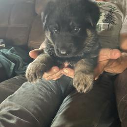 Girl 2 - Black and tan female German Shepherd puppy in Ainsworth, Nebraska from Sandhills German Shepherds
