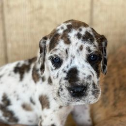 Great Danes from SOBOC Legacy of Colors LLC