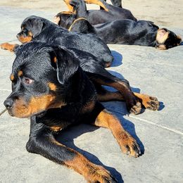 Rottweiler Puppies from Mickey's Rottweilers