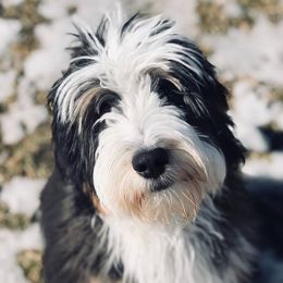 Poodle, Sheepadoodle, Old English Sheepdog, Bernese Mountain Dog, and Bernedoodle All Grown Up from VonDoodles Bernedoodles & Sheepadoodles