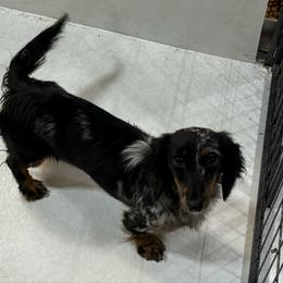Wanda - Dachshund