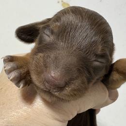 Girl 1 AKC - Chocolate and tan female Dachshund puppy in Fayetteville, Pennsylvania from PA's Darling Doxies