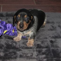 Girl 6 - female Dachshund puppy in Harvard, Illinois from Lori's Cavalier King Charles Spaniels & Dachshunds