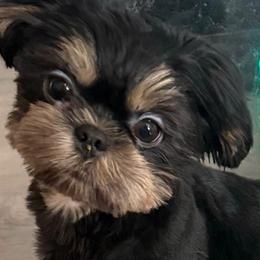 Beautiful Sweet Diesel - Black and tan male Shih Tzu puppy in Gilbert, Arizona from 🌗 New Moon Shih Tzu 🌗