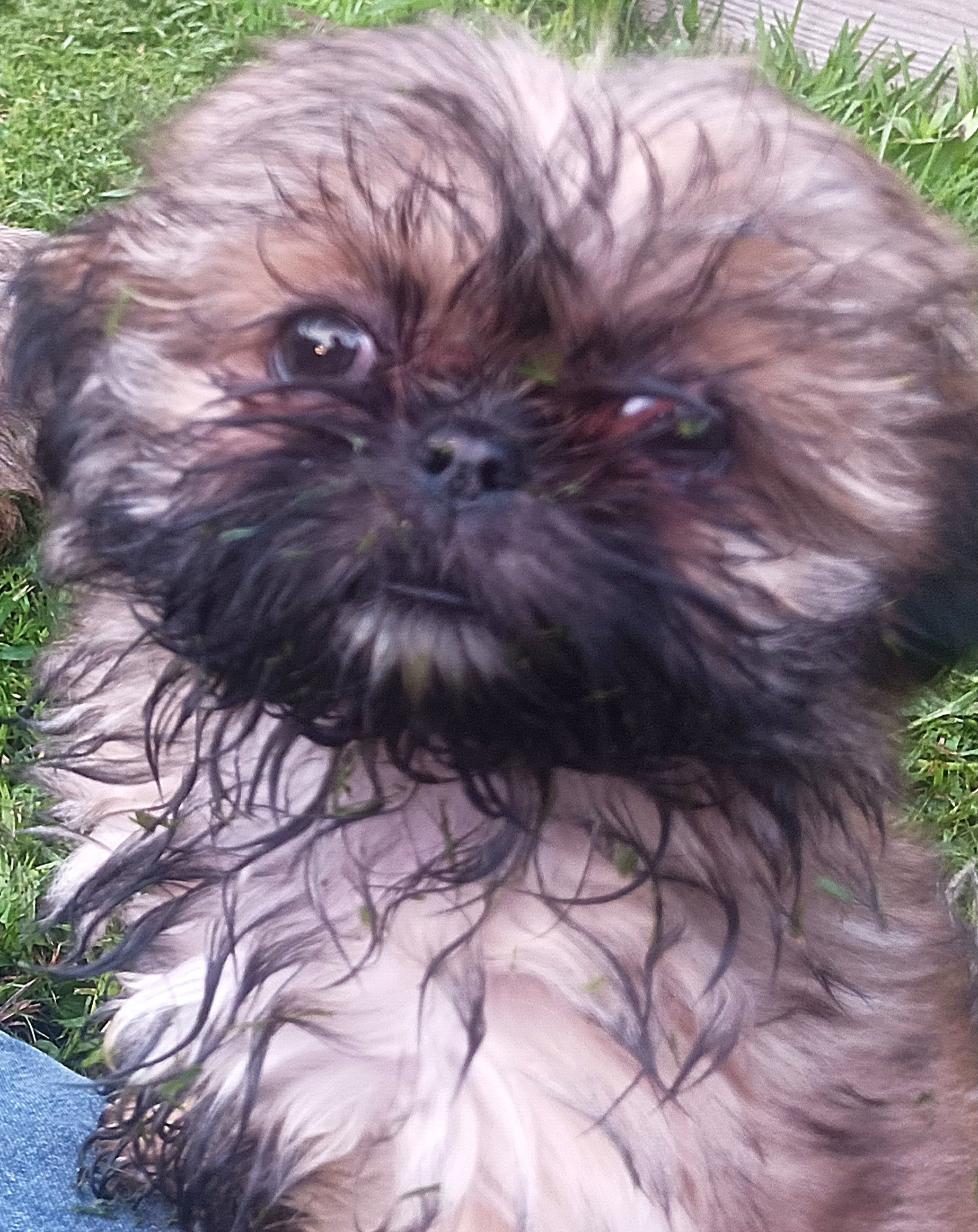 Shih Tzu Puppies from Peterson Shih Tzus