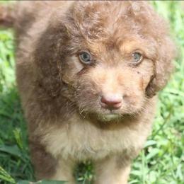 Aussiedoodle Puppies from Royal J Aussies and Aussiedoodles