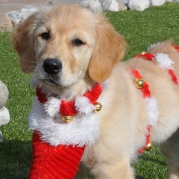 Golden Retrievers from Jacaranda Golden Retrievers