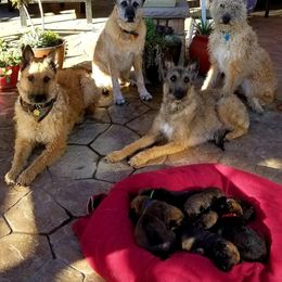 Belgian Laekenois Puppies from Cal Curly Coats Belgian Laekenois
