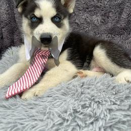 Mars - Black and white male Siberian Husky puppy in Lagro, Indiana from Siberian Huskies-Beckham the Great