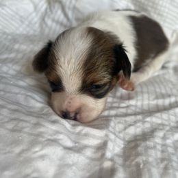 Boy 1 - Papillon puppy from Champagne Posh Papillons