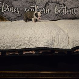 Girl  one - Black brindle and white female Boston Terrier puppy in Walhalla, South Carolina from Dixies  southern  bostons