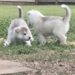 Siberian Husky Puppies from Velox Siberians