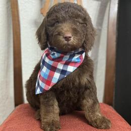 Chocolate Chip- Blue Collar - Chocolate male Goldendoodle puppy in Bay City, Texas from Charming Doods Goldendoodles