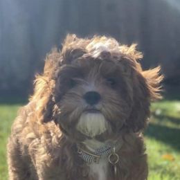 Cavapoo All Grown Up from Cavapoos R4 Cuddles