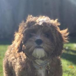 Cavapoo All Grown Up from Cavapoos R4 Cuddles