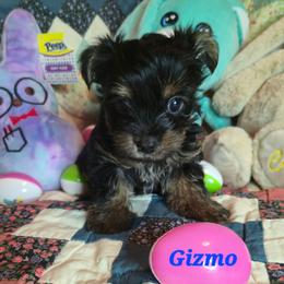 Gizmo - Black and tan male Yorkshire Terrier puppy in Zuni, Virginia from Serendipity Yorkies