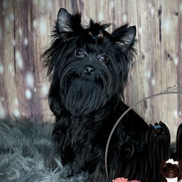 Thor - Yorkshire Terrier
