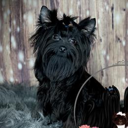 Thor - Yorkshire Terrier