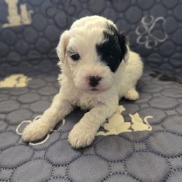 Maddie - Black & white female Maltipoo puppy in Sahuarita, Arizona from Cowgirl's Legacy Maltipoos