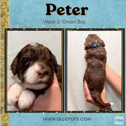 Peter (Green boy) - Tri-color male Bernedoodle puppy in Boiling Springs, South Carolina from OlliePups, LLC