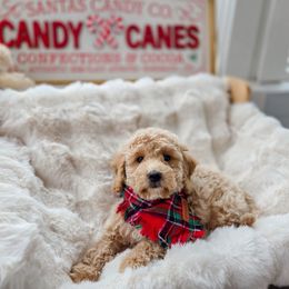 Boy 3 - Apricot male Goldendoodle puppy in North Royalton, Ohio from Johnson's Doodles