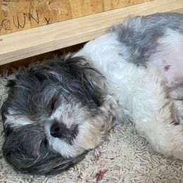 Companion Crosses and Shih Tzus from Pattie’s Precious Puppies