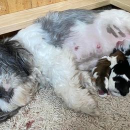 Companion Crosses and Shih Tzus from Pattie’s Precious Puppies