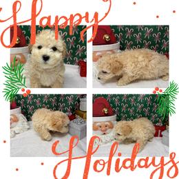 Snoopy - Apricot male Maltipoo puppy in Wayland, New York from Loris Pampered Pooches💕