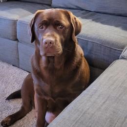 Labrador Retrievers from Smith's Labradors