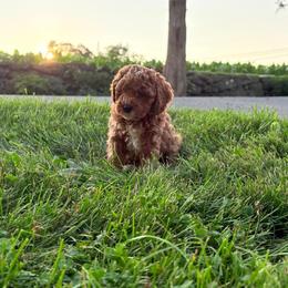 Teddy - Red male Cavapoo puppy in East Earl, Pennsylvania from White Creek