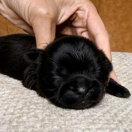 Girl 5 - Black female Shih Tzu puppy in Groveland, Florida from Jenny's Shih Tzus