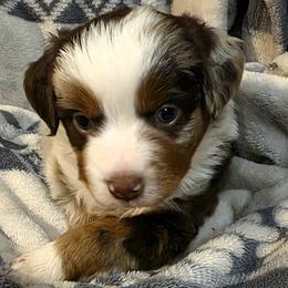 RMM - Red merle male Miniature Australian Shepherd puppy in Spirit Lake, Idaho from Gemstone Ridge Mini Aussies