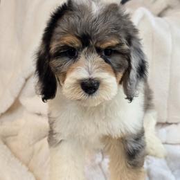 Integrity - Blue merle female Aussiedoodle puppy in Cleveland, Georgia from Jam's Doodles And Poodles
