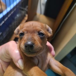 Boy 1 - Stag red male Miniature Pinscher puppy in Phelan, California from Desert Rose Kennel