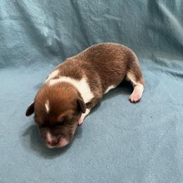 Male 1 Bluie with Strip - Blue male Pembroke Welsh Corgi puppy in Moundville, Alabama from Cartee Corgis - Debi Cartee Mills