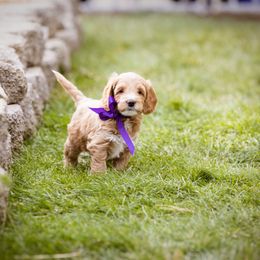 Goldendoodle Puppies from Dean Doodles
