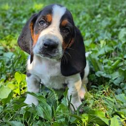 Bulbasaur - Black white and tan male Basset Hound puppy in Lebanon, Ohio from Golden Acres D & B