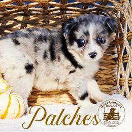 Patches - Blue merle male Australian Shepherd puppy in Ennis, Texas from God’s Little Aussies