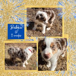 Miniature American Shepherd Puppies from Soul Stone Kennels