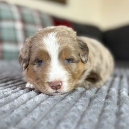 Margie - Red merle female Miniature Australian Shepherd puppy in Stockton, Missouri from Kizmit Farmz