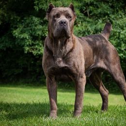 LJ - Cane Corso