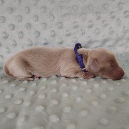 Puppy 7 - Fawn (isabella) and tan female Dachshund puppy in Krum, Texas from Dots N Spots Dachshunds