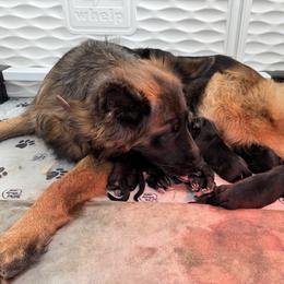 Girl 1 - Black and red female German Shepherd puppy in Mount Vernon, Missouri from German Haus German Shepherds LLC