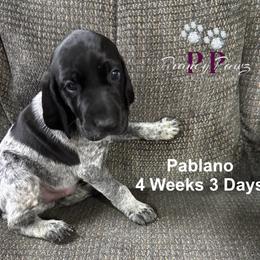 Poblano - Black and white male German Shorthaired Pointer puppy in Columbus, Nebraska from Prancy Pawz