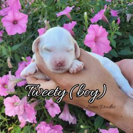 Goldendoodle Puppies from Sister Doodles