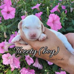 Goldendoodle Puppies from Sister Doodles