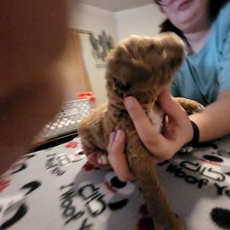 Goldendoodle Puppies from Royale's Goldendoodles