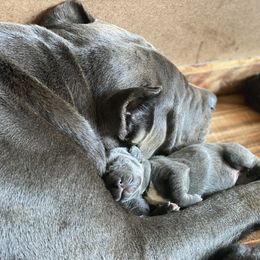 Cane Corso All Grown Up from Luna Rossa Cane Corso